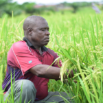 Appel à candidature pour le financement des projets compétitifs pour la recherche et la vulgarisation agricoles au Togo