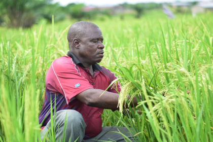 Appel à candidature pour le financement des projets compétitifs pour la recherche et la vulgarisation agricoles au Togo