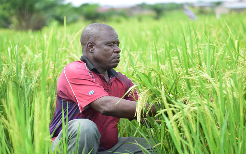 Appel à candidature pour le financement des projets compétitifs pour la recherche et la vulgarisation agricoles au Togo