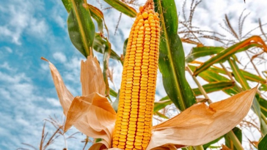 La progression céréalière en hausse au Togo