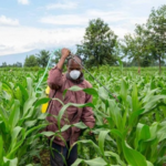 Les ZAAP, une innovation pour le développement du monde rural au Togo