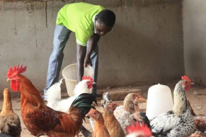 Production animale  Le Togo nourrit de grandes ambitions