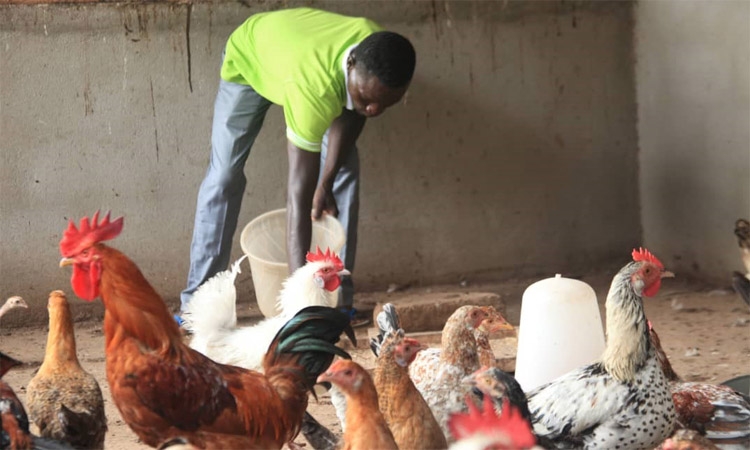 Production animale  Le Togo nourrit de grandes ambitions