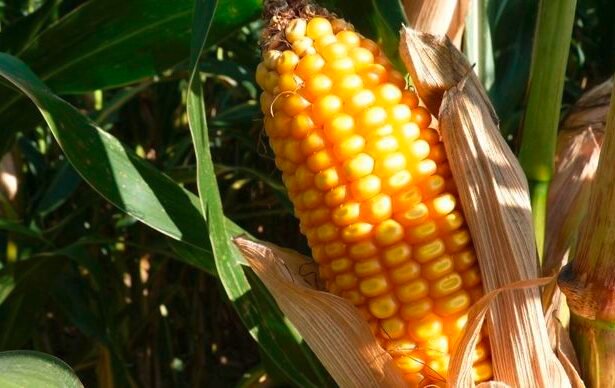 L’Afrique ne détient qu’à peine 5 % de la production mondiale du maïs