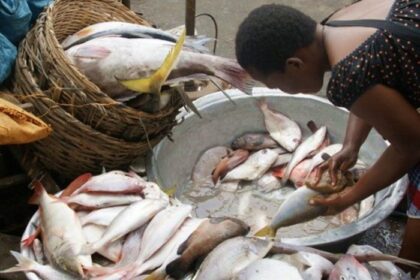 Quand la pisciculture surplante la pêche