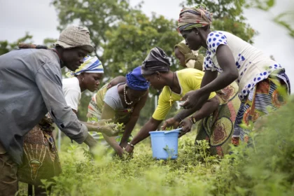 Coopératives agricoles en Afrique